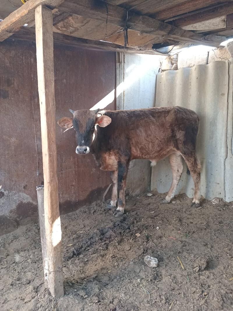 ökiz - Balkanabat - img 1