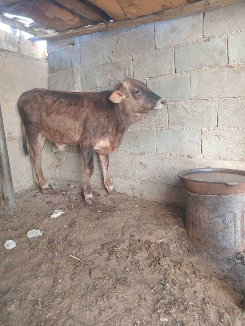 ökiz - Balkanabat - img 3