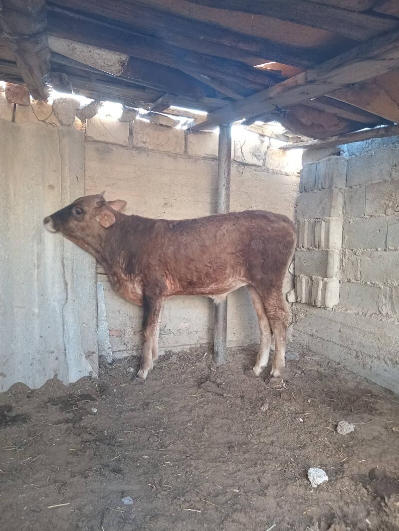 ökiz - Balkanabat - img 2