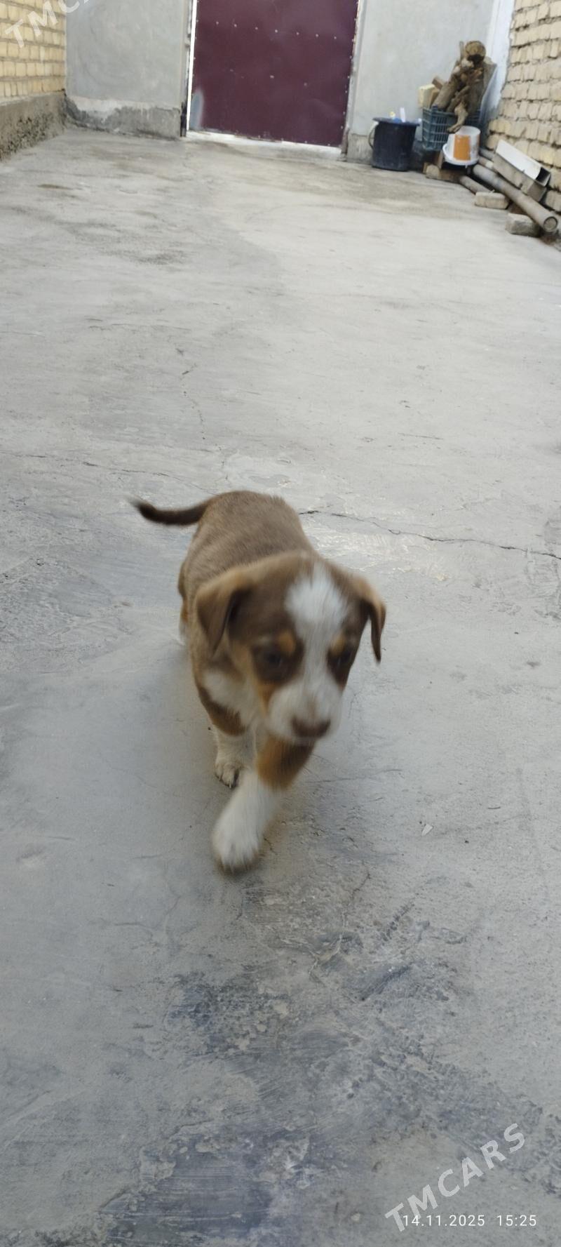 щенок - Türkmenabat - img 2