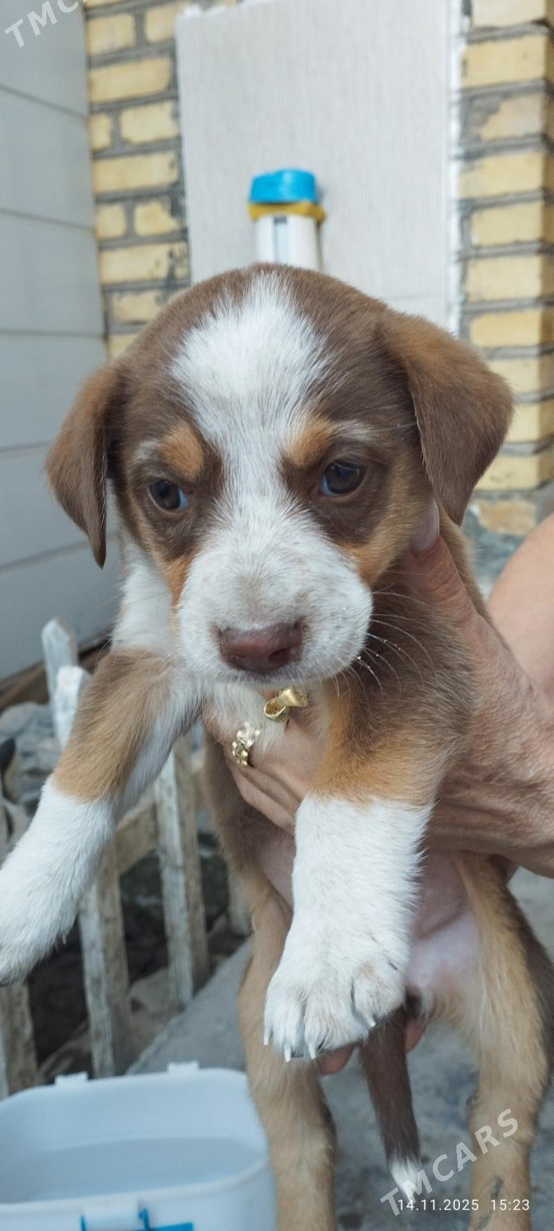 щенок - Türkmenabat - img 1