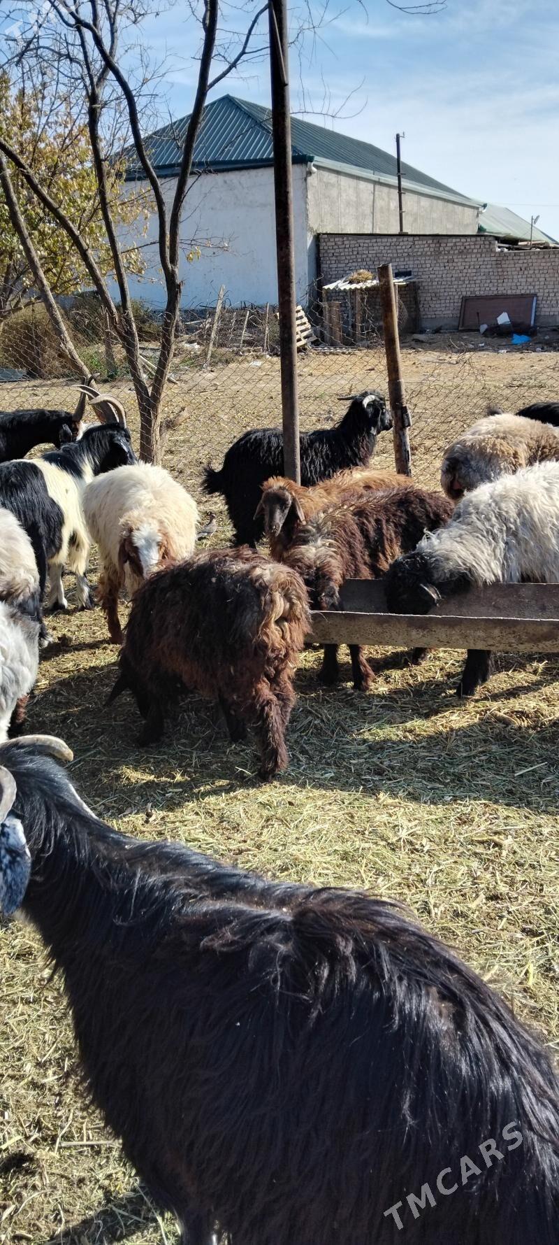 TOKLYLAR - Гарадамак - img 2