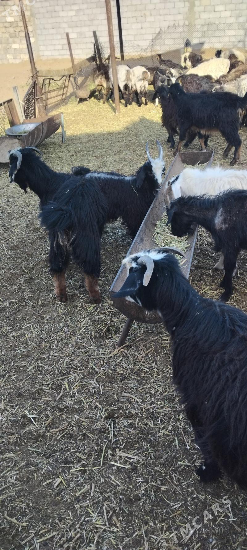 TOKLYLAR GOUNLAR - Garadamak - img 3