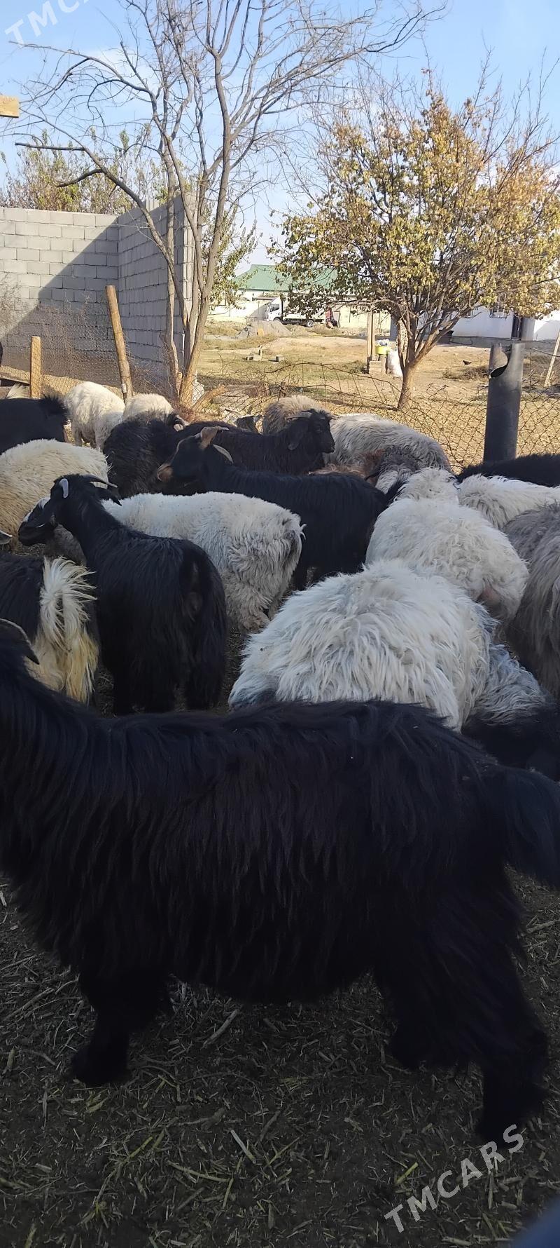 TOKLYLAR GOUNLAR - Garadamak - img 2