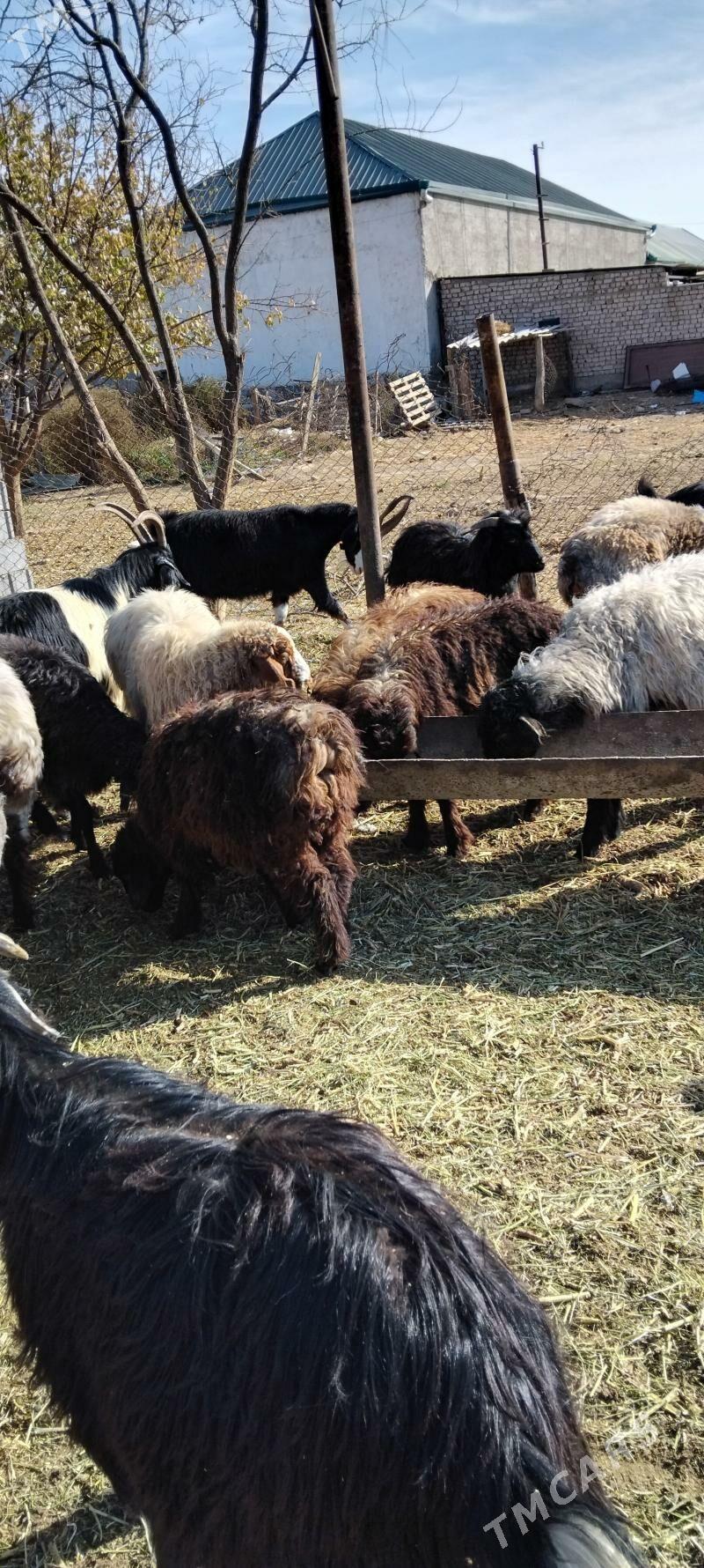 TOKLYLAR GOUNLAR - Garadamak - img 5