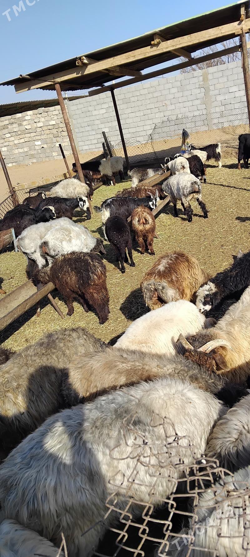 TOKLYLAR GOUNLAR - Garadamak - img 4