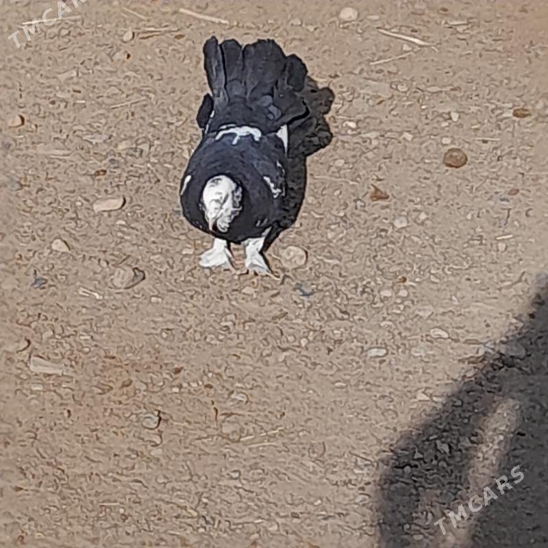 pawlin kepderi - Gyzylarbat - img 1