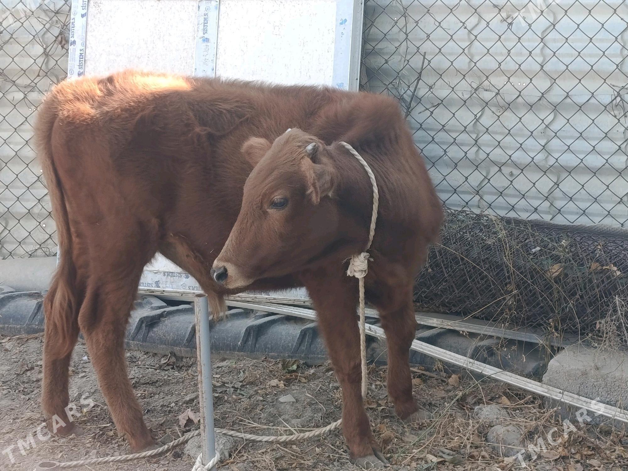 öküz şiwes - Бузмеин - img 2