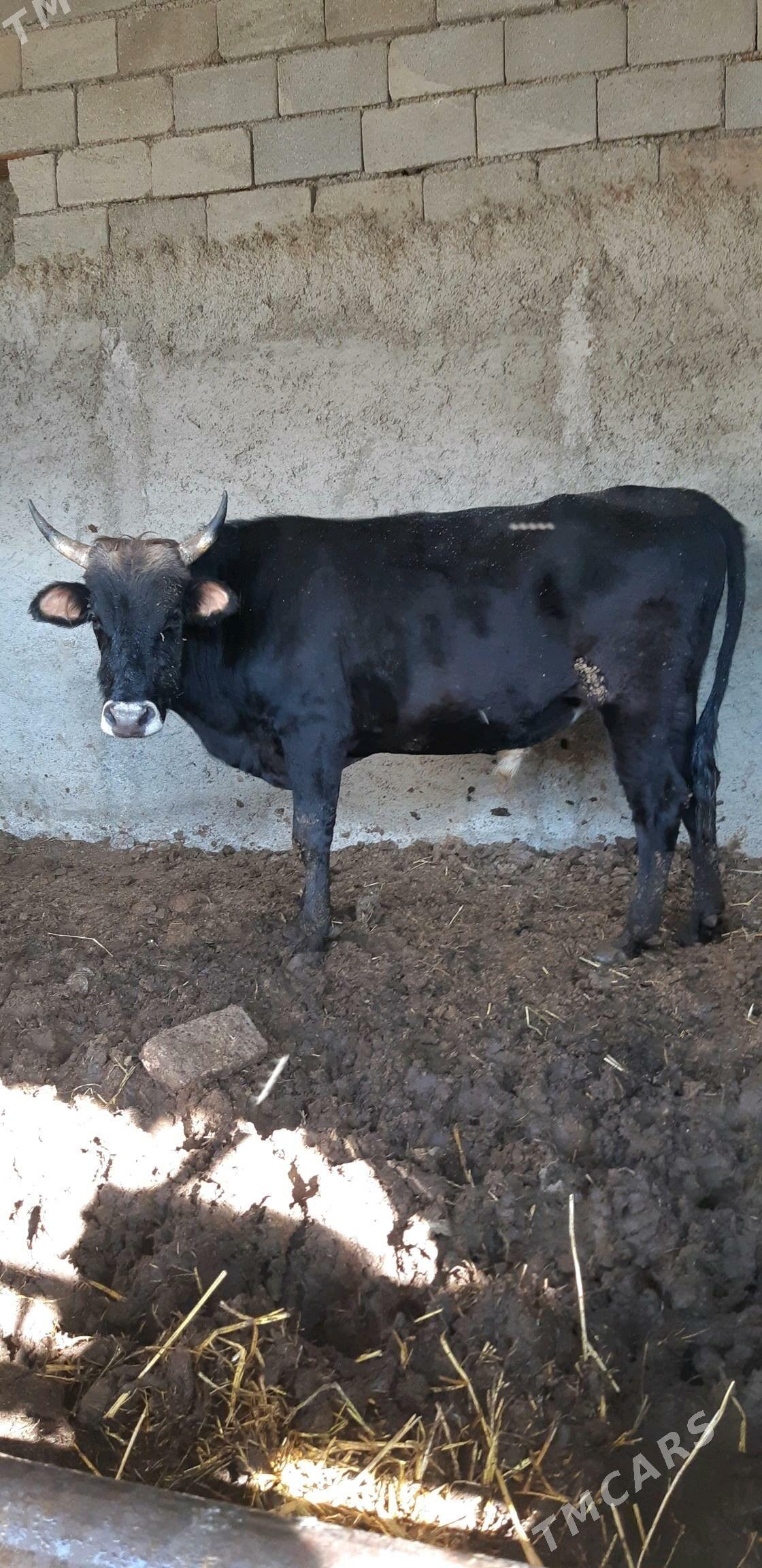 okuz - Çoganly - img 2