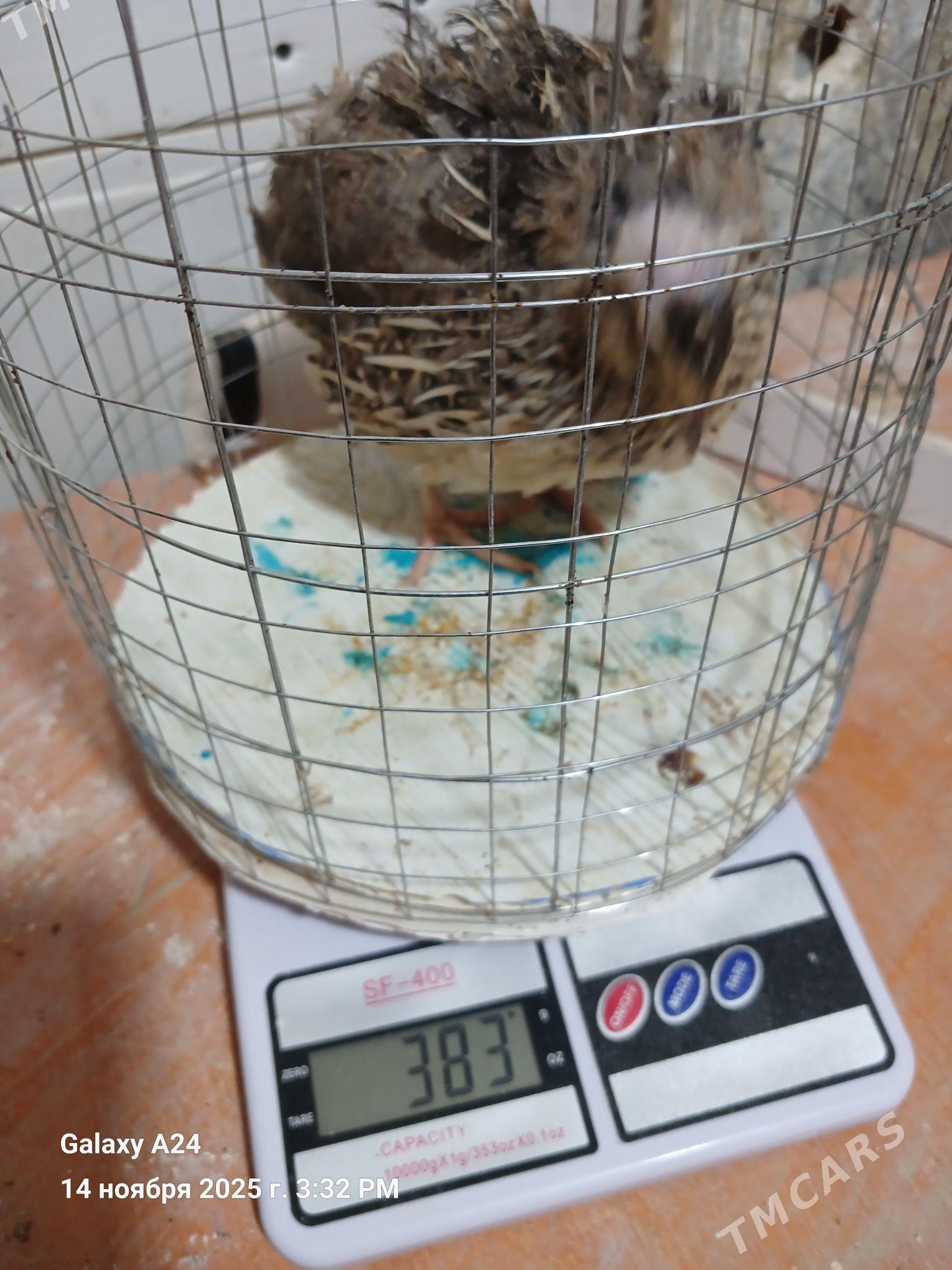 bedene - Howdan "W" - img 4