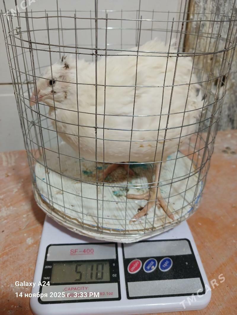 bedene - Howdan "W" - img 2