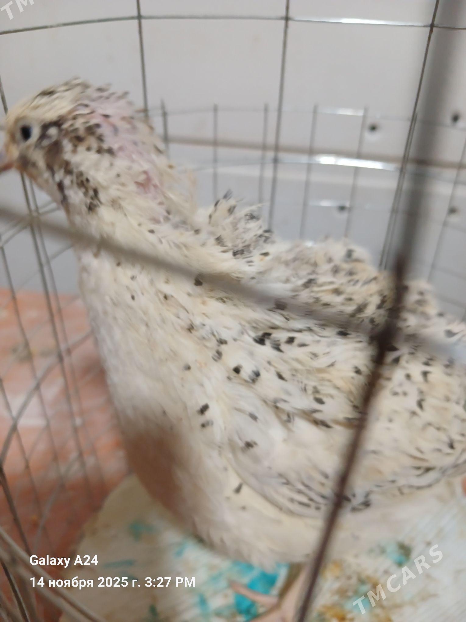 bedene - Howdan "W" - img 7