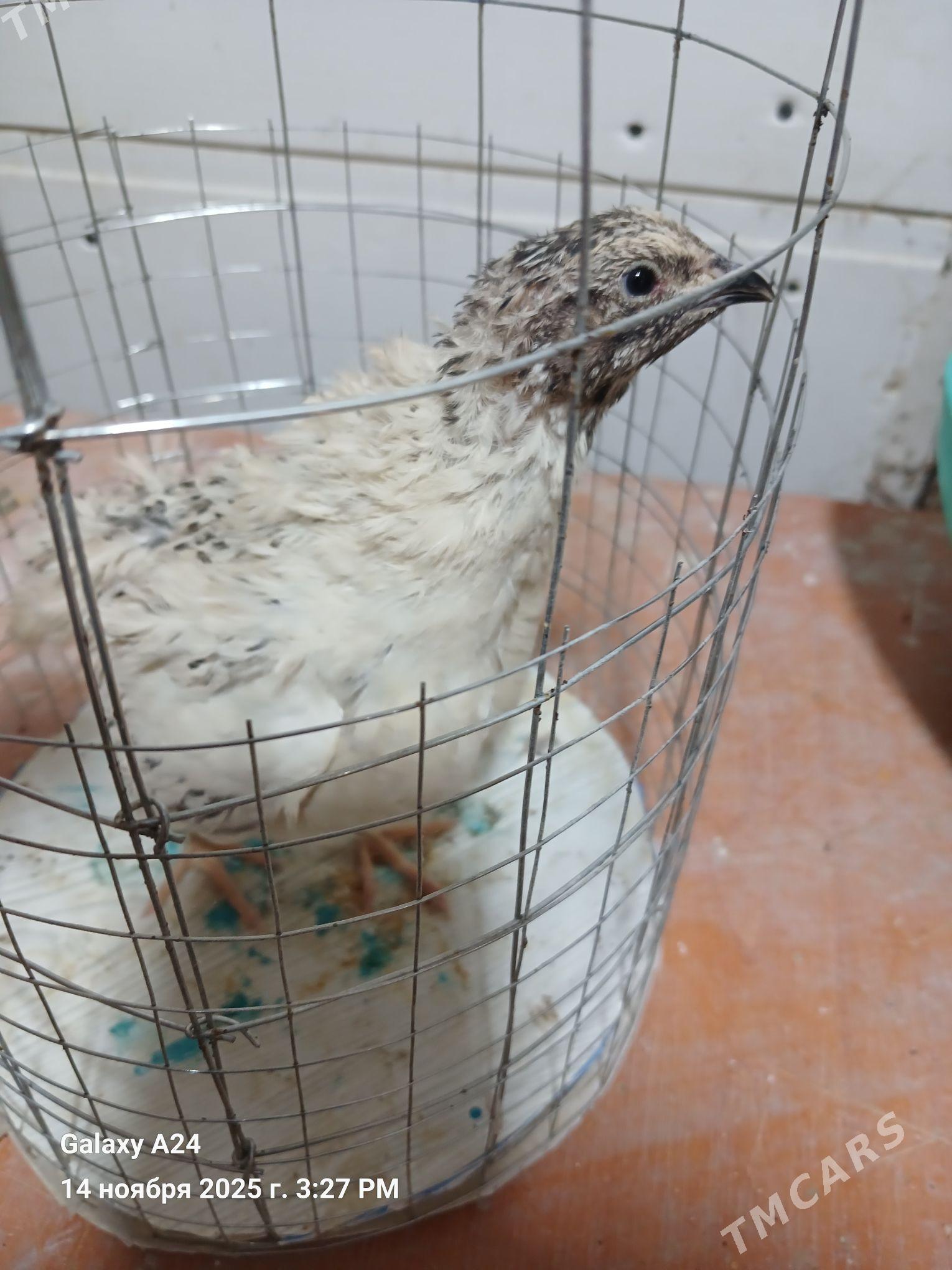 bedene - Howdan "W" - img 6