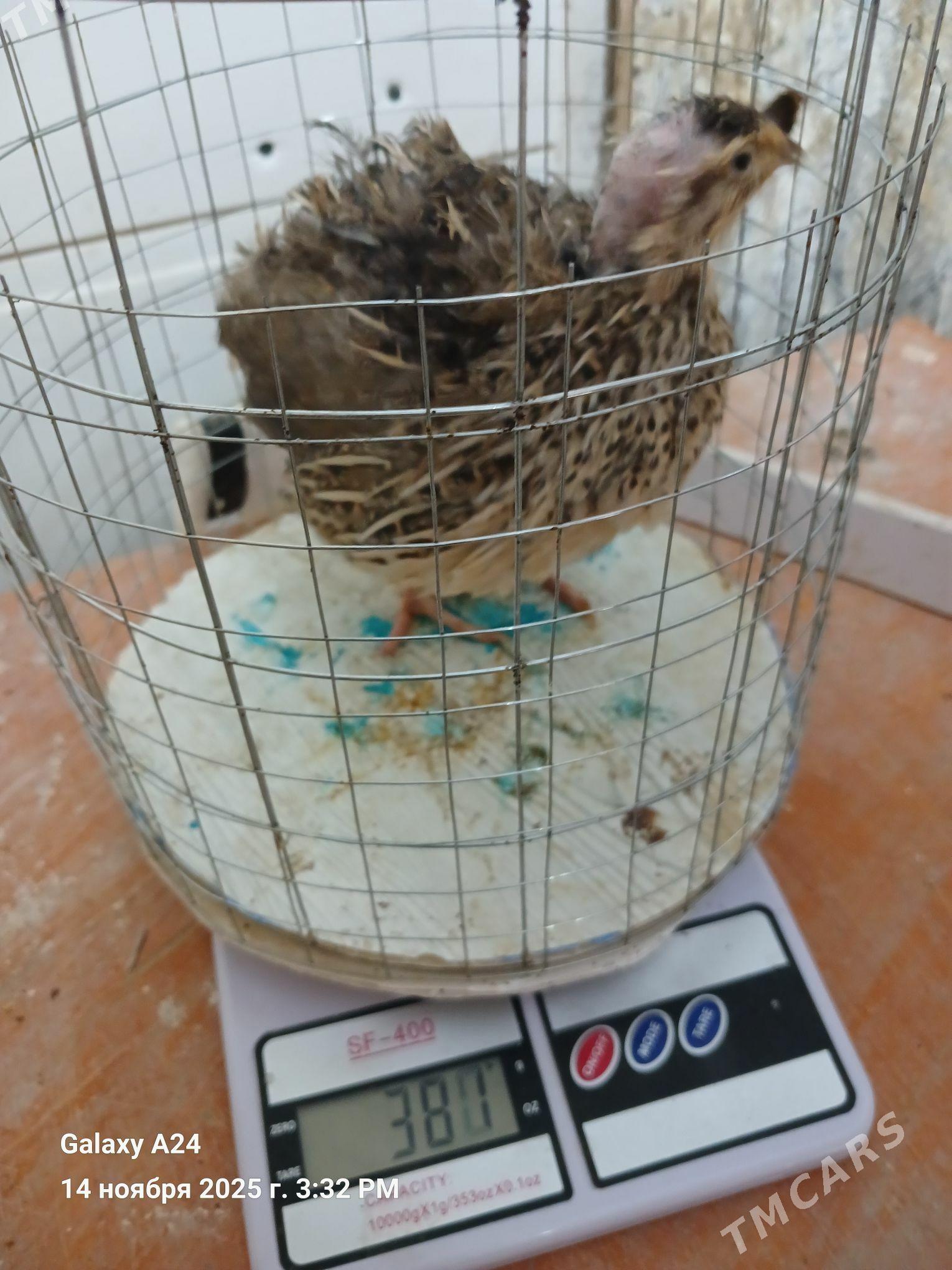 bedene - Howdan "W" - img 3