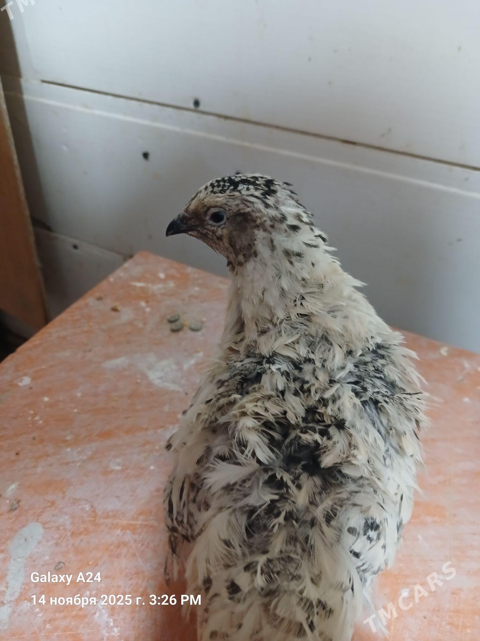 bedene - Howdan "W" - img 8