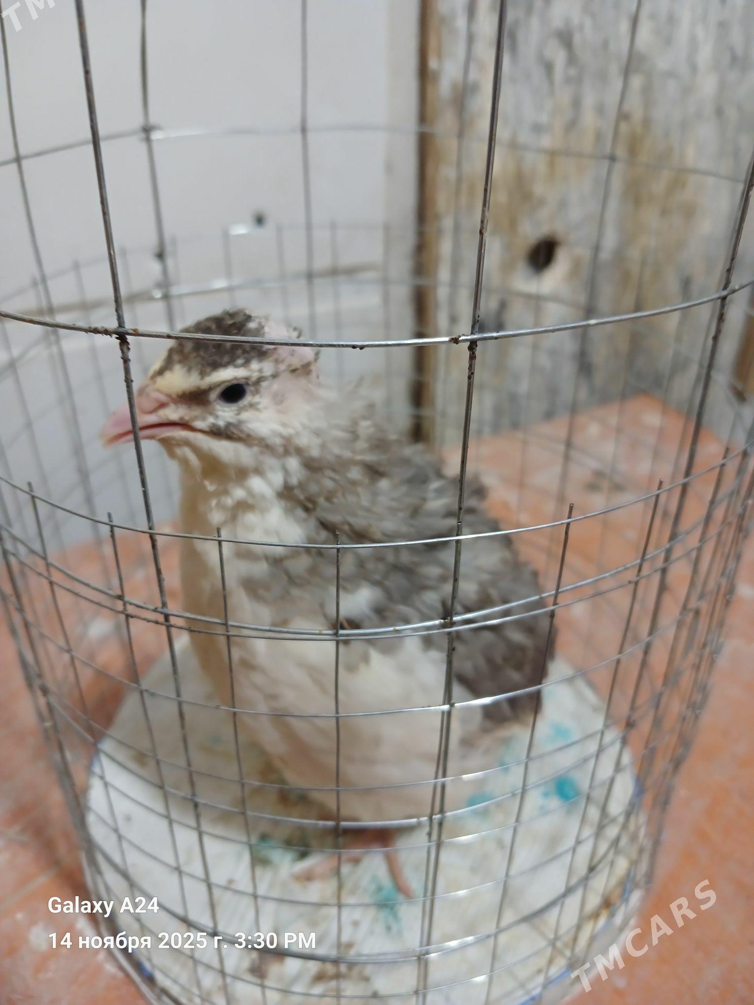 bedene - Howdan "W" - img 5