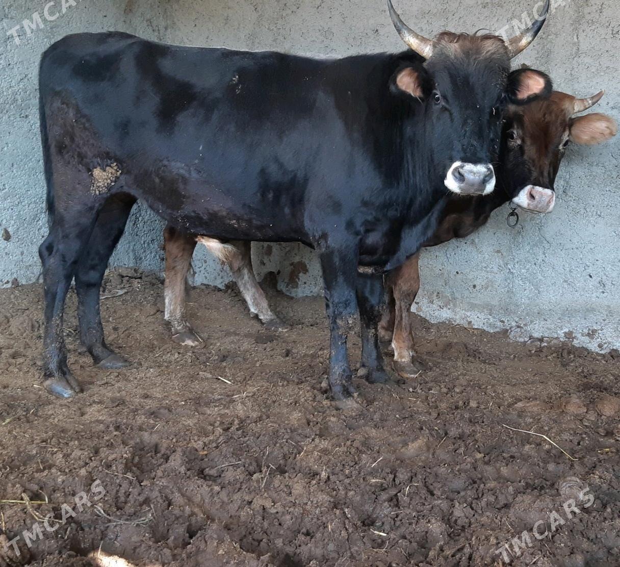 okuz - Çoganly - img 3