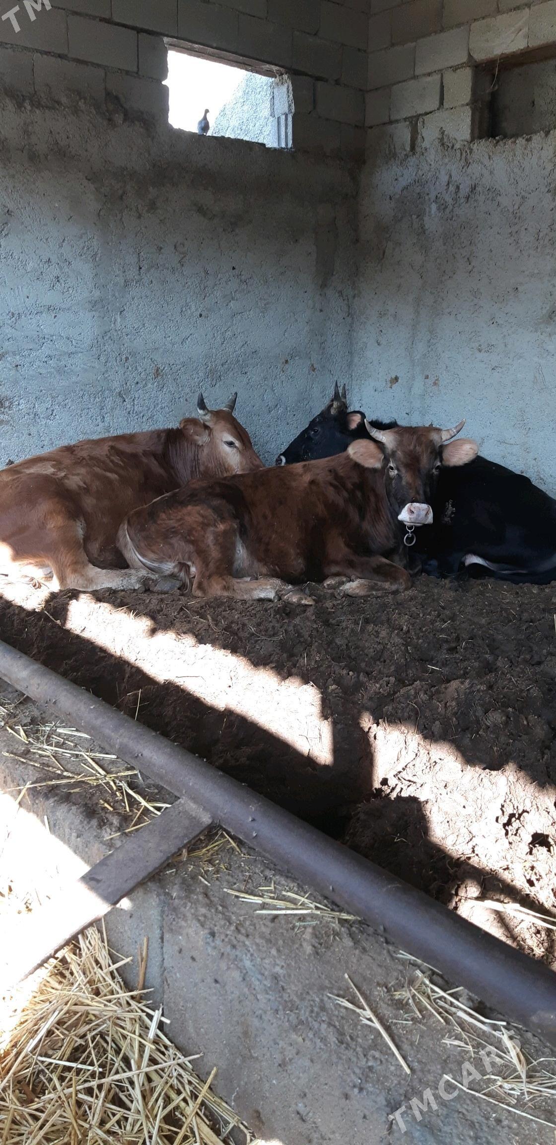 okuz - Çoganly - img 4