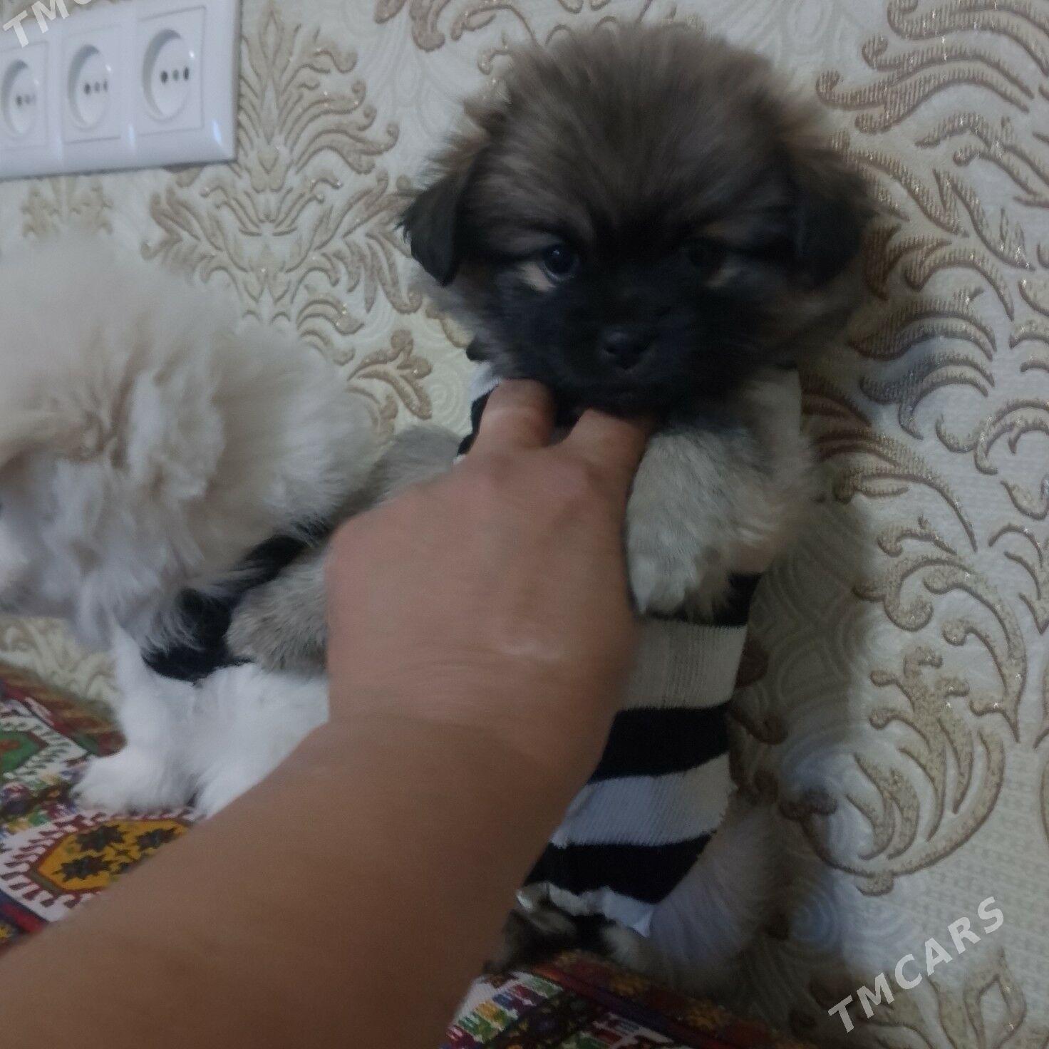 помелы смесь пекинеса и шпица - Mary - img 3