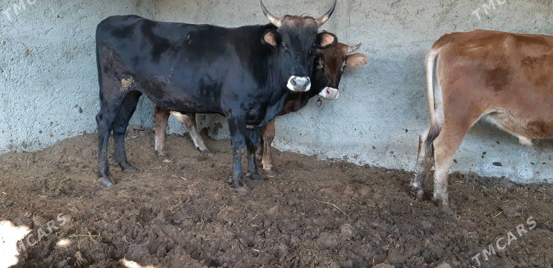 okuz - Çoganly - img 5