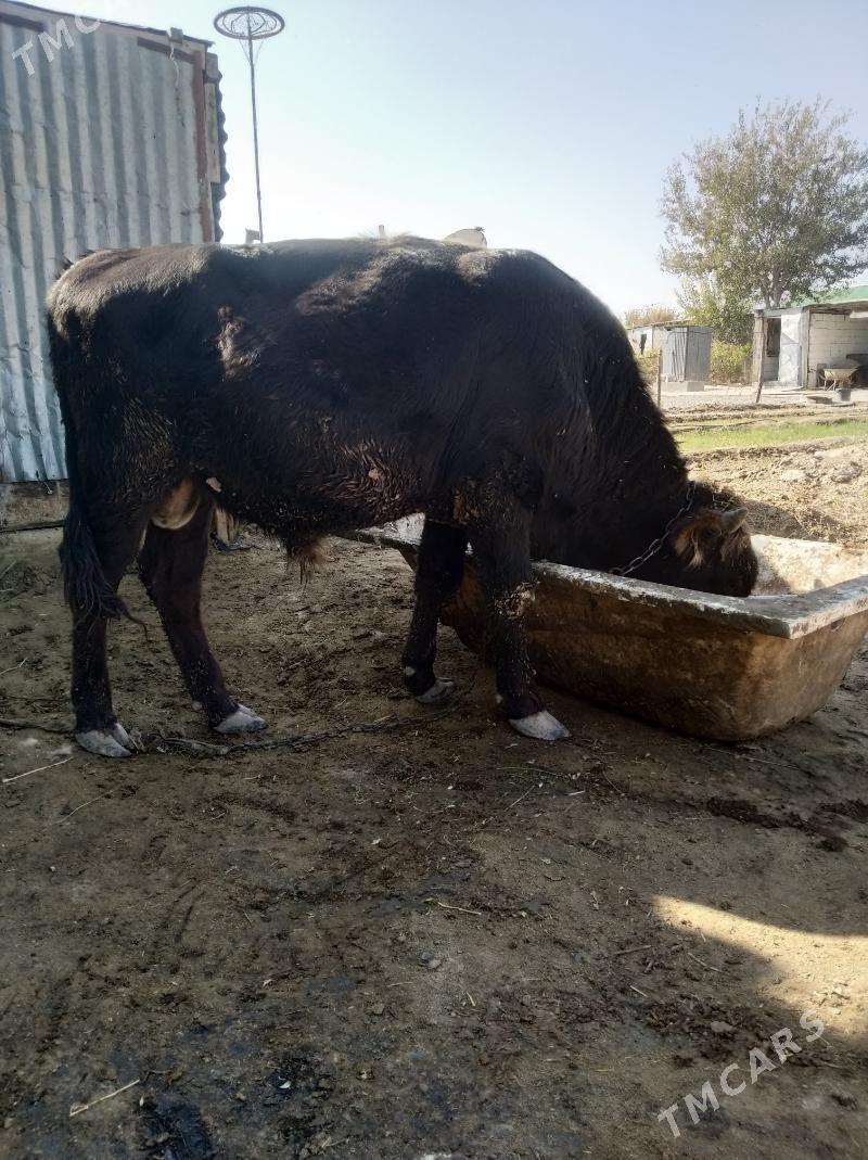 Öküz - Кипджак - img 4