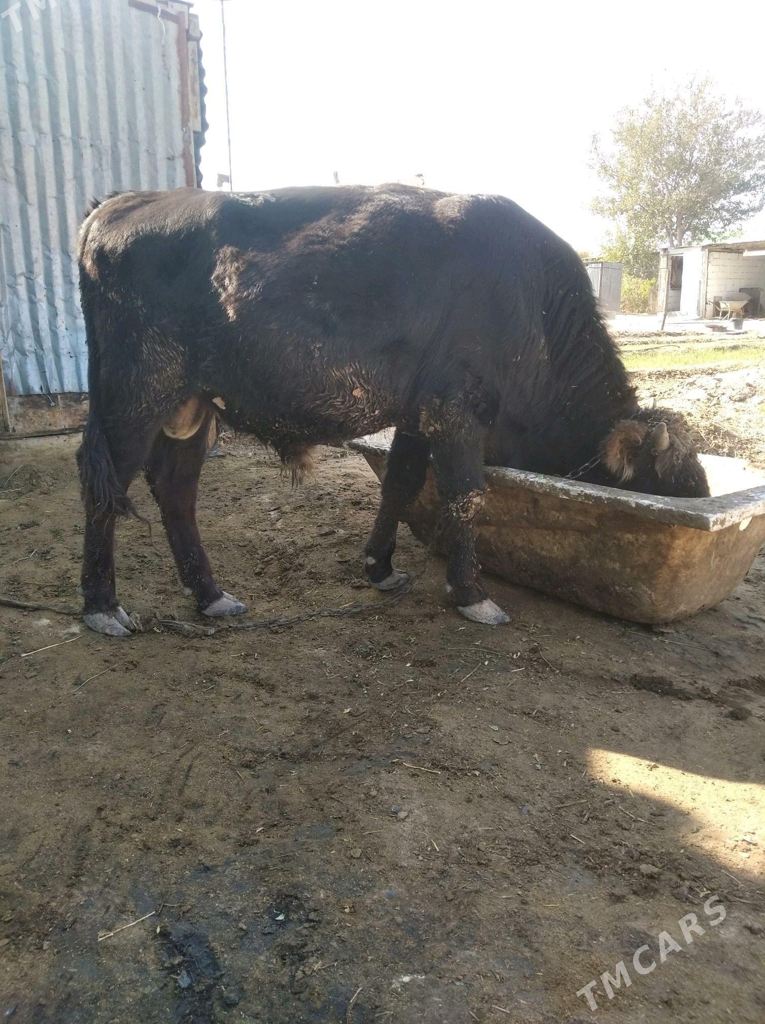 Öküz - Кипджак - img 3