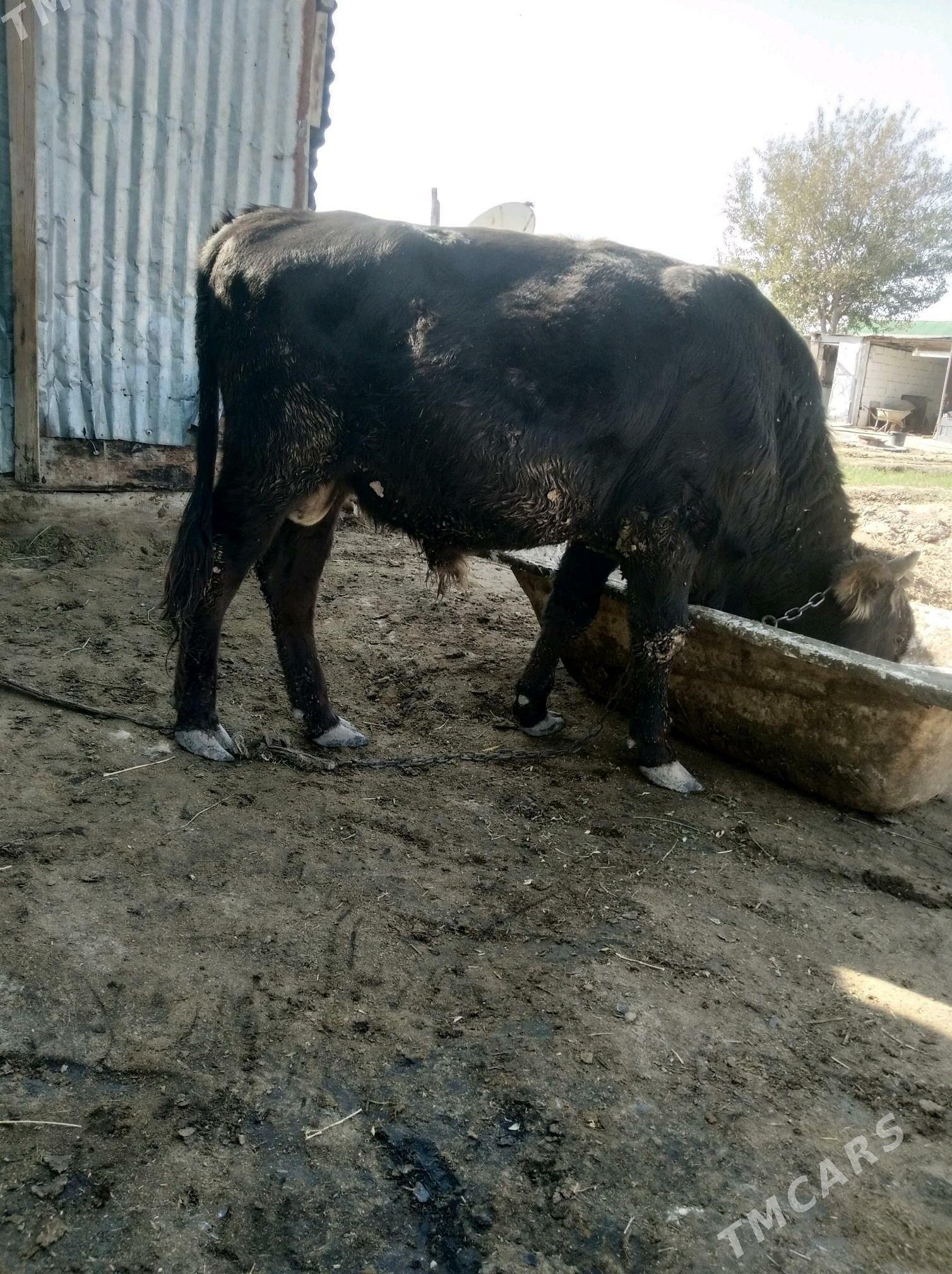 Öküz - Кипджак - img 2