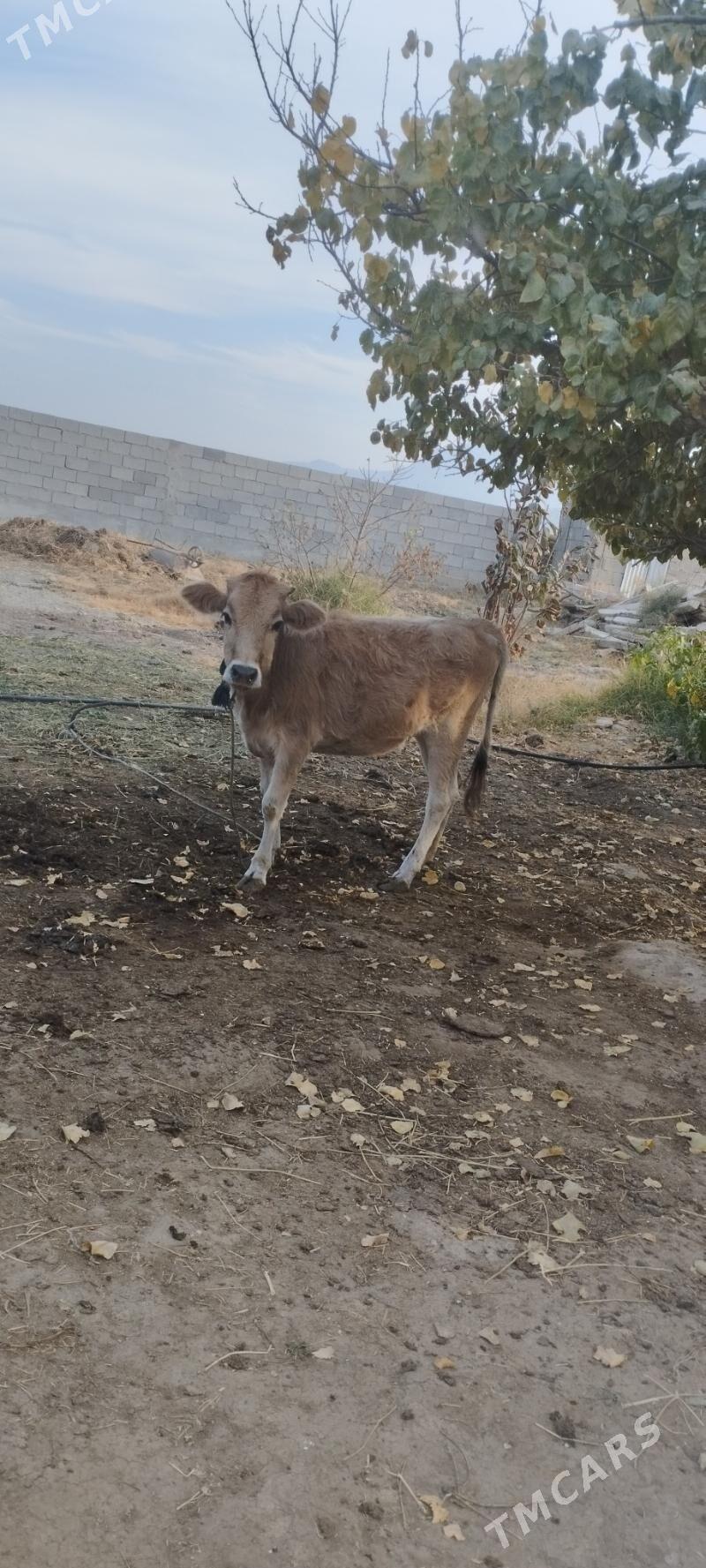 tuwe - Гёкдепе - img 2