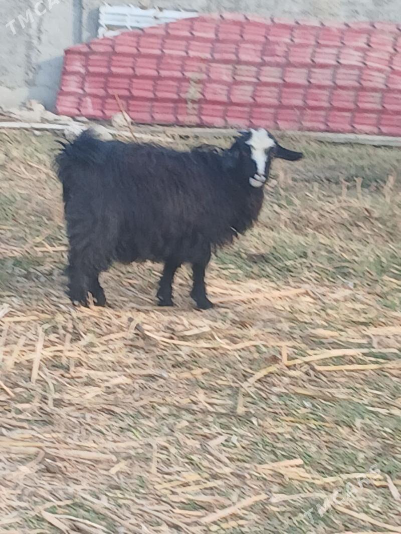 çebıs - Гёкдепе - img 4