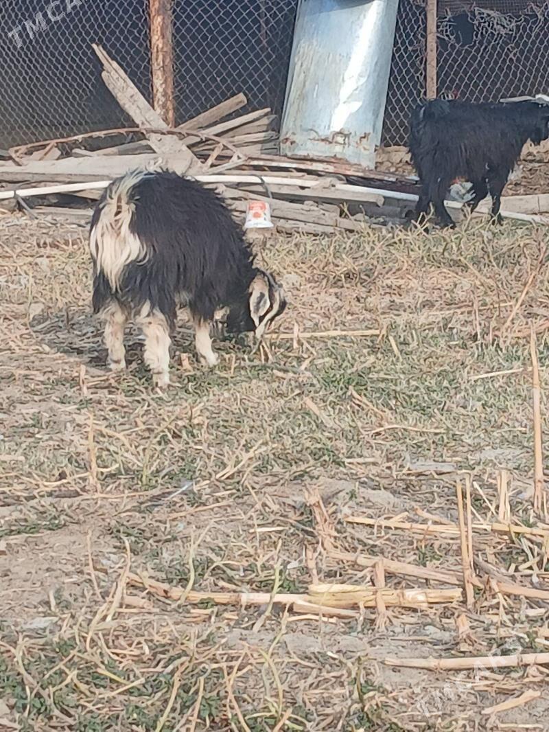 çebıs - Гёкдепе - img 2