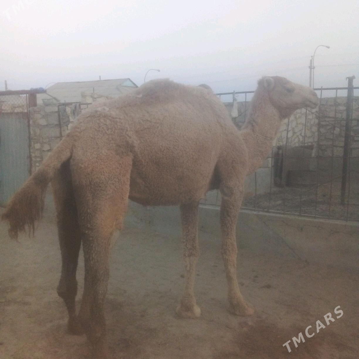 duye torymly - Эсенгулы - img 3