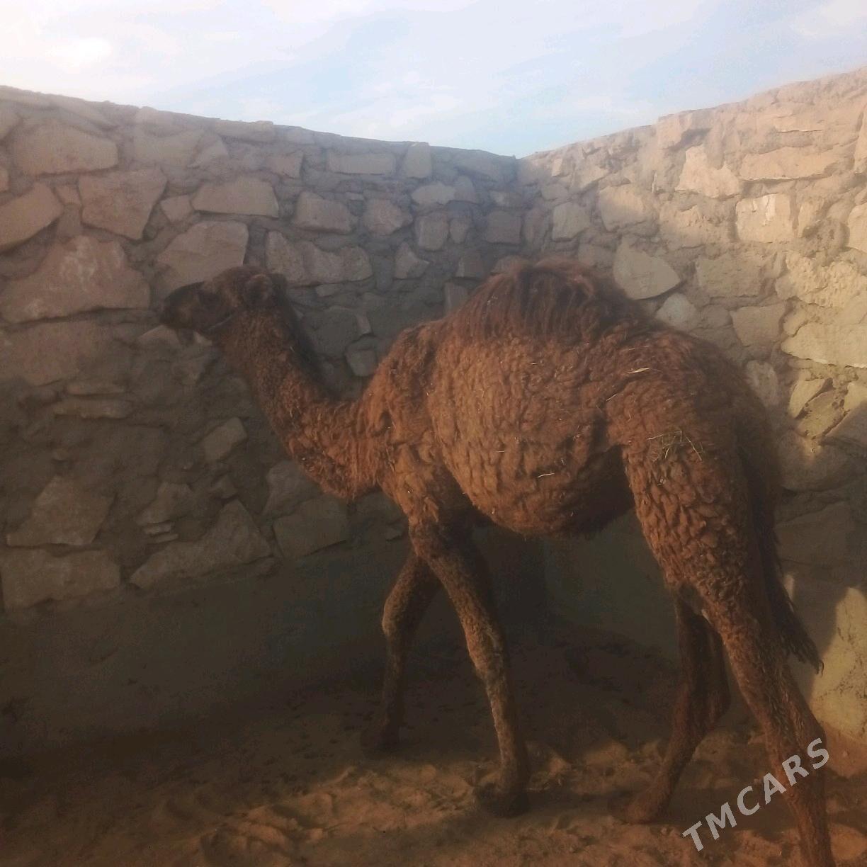 duye torymly - Эсенгулы - img 7