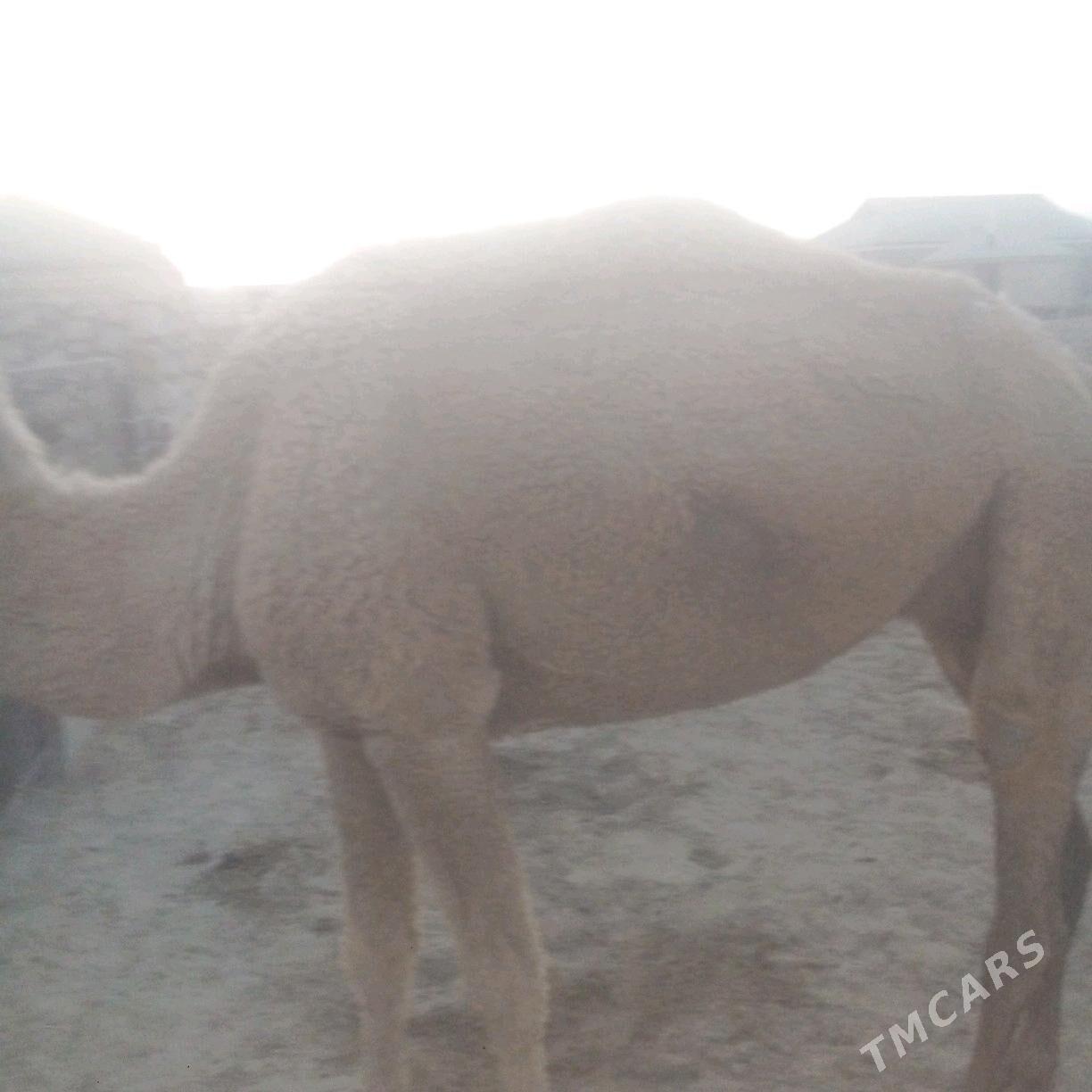 duye torymly - Эсенгулы - img 4