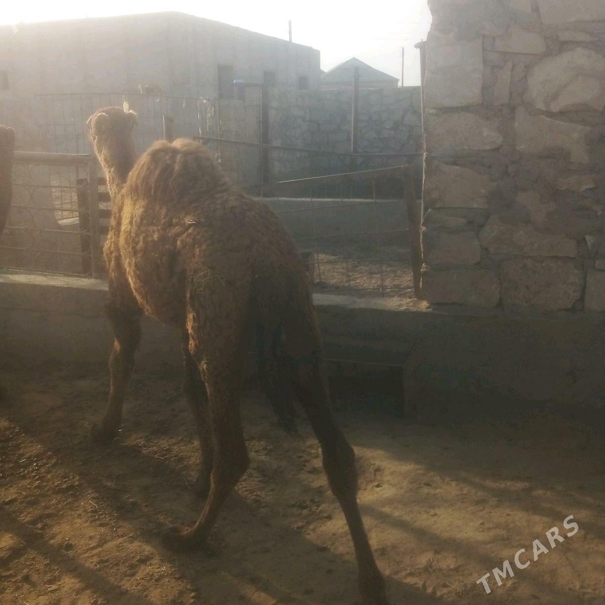 duye torymly - Эсенгулы - img 5