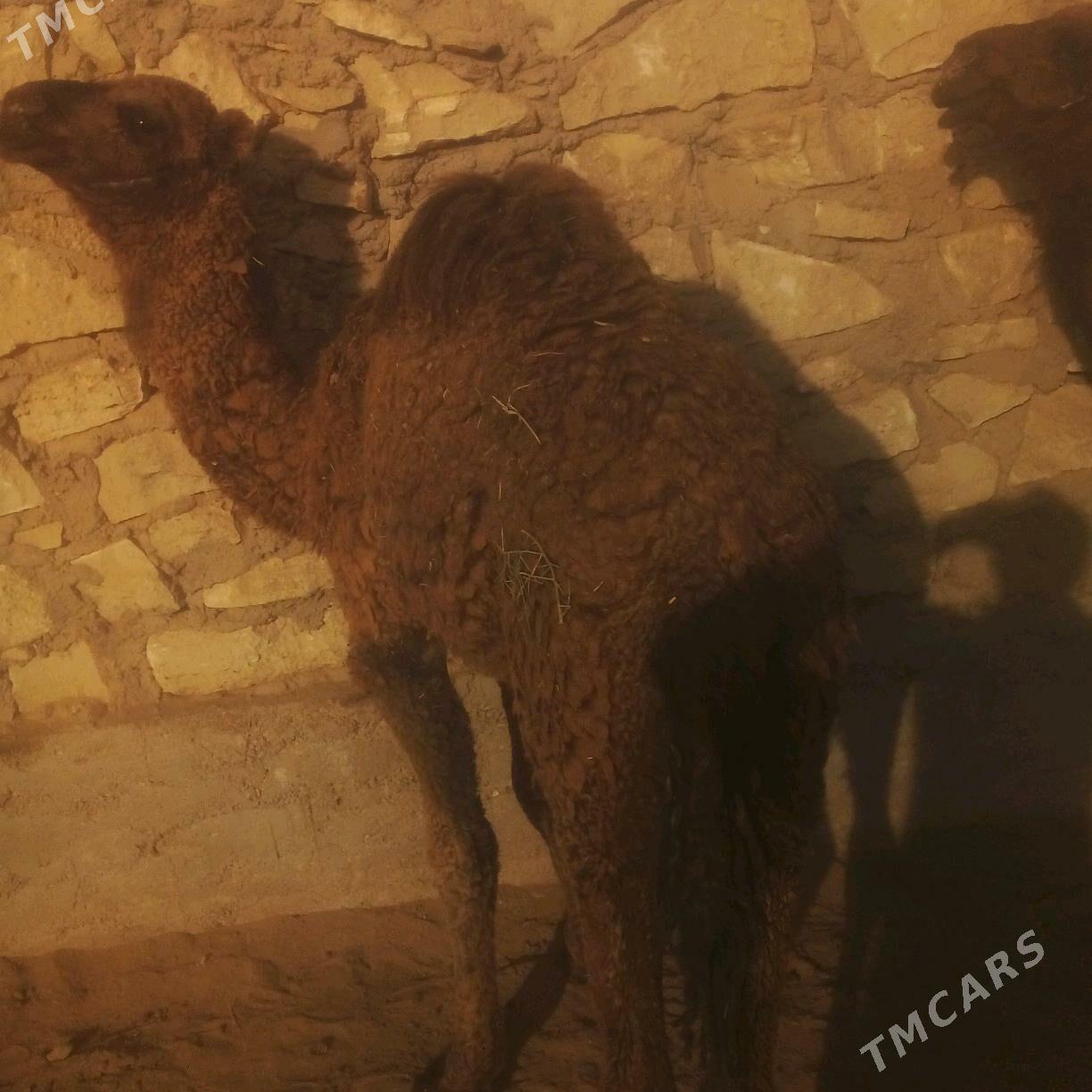 duye torymly - Эсенгулы - img 6