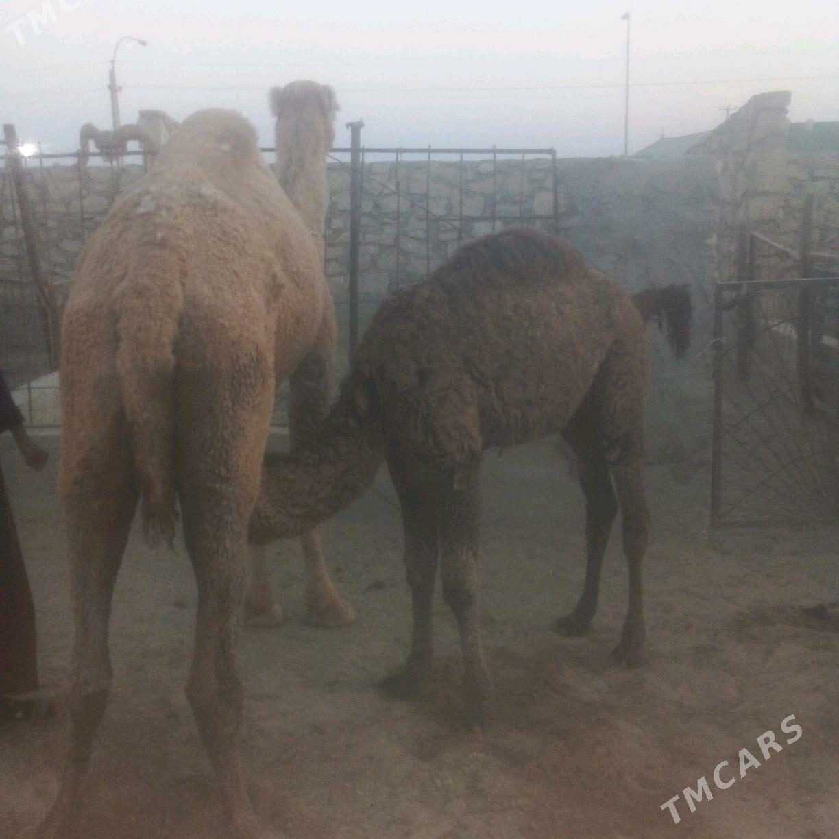 duye torymly - Эсенгулы - img 2