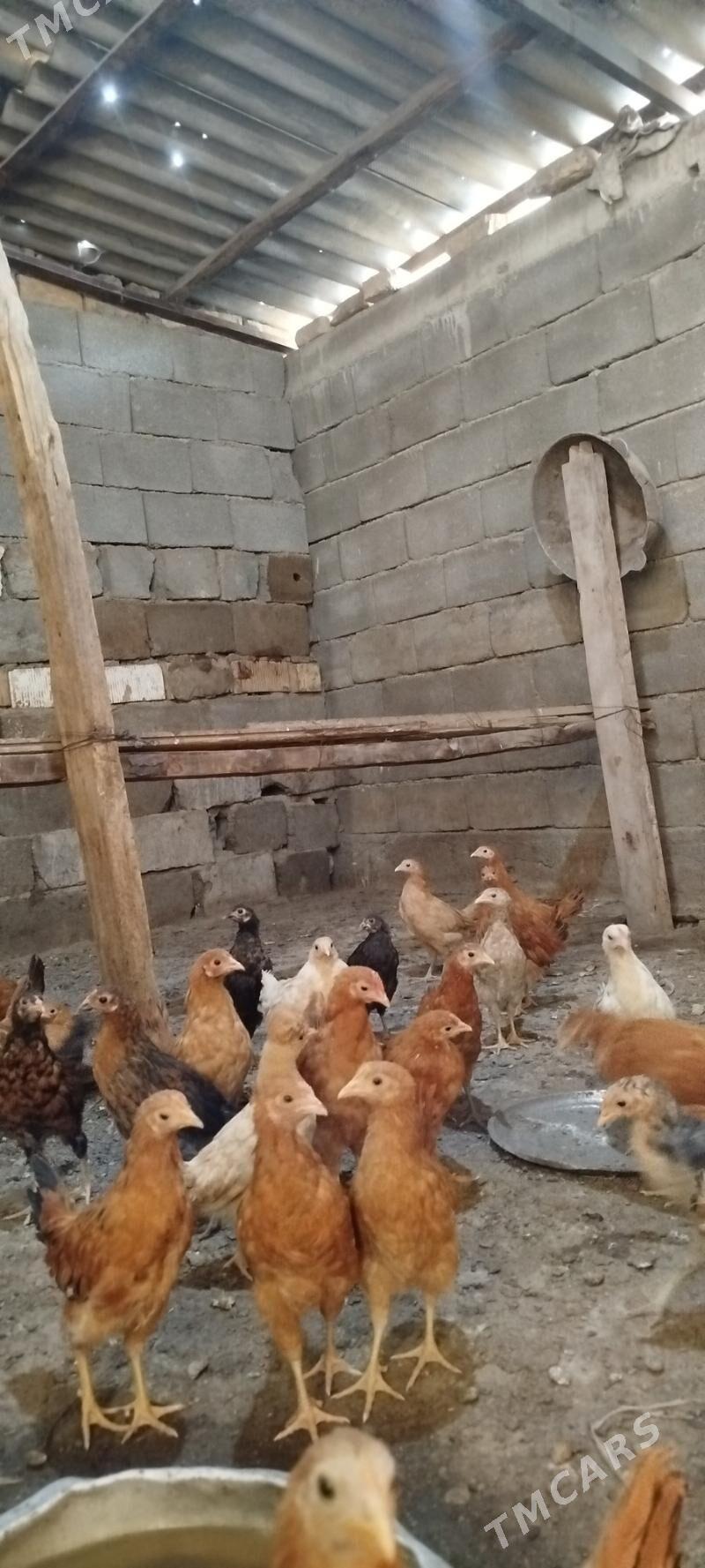 juyje - Aşgabat - img 1