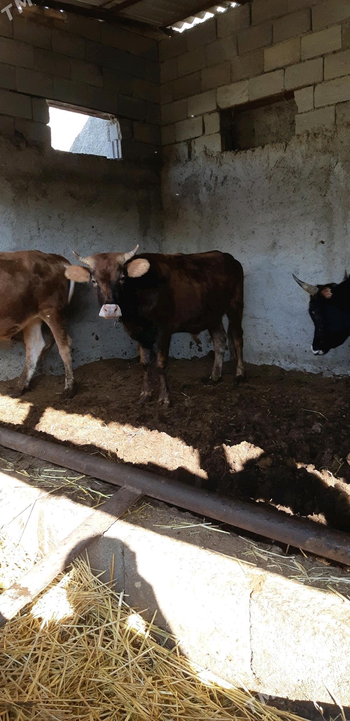 okuz - Çoganly - img 7