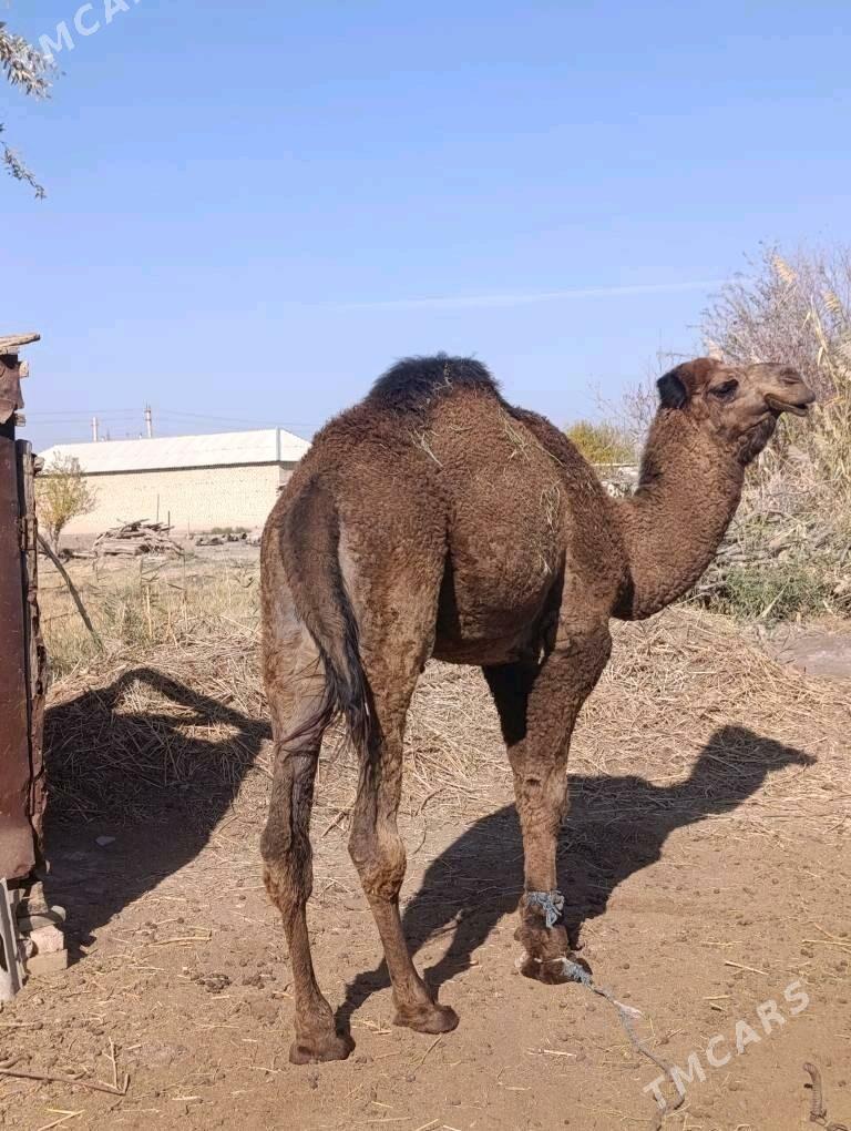 DüYe - Теджен - img 2