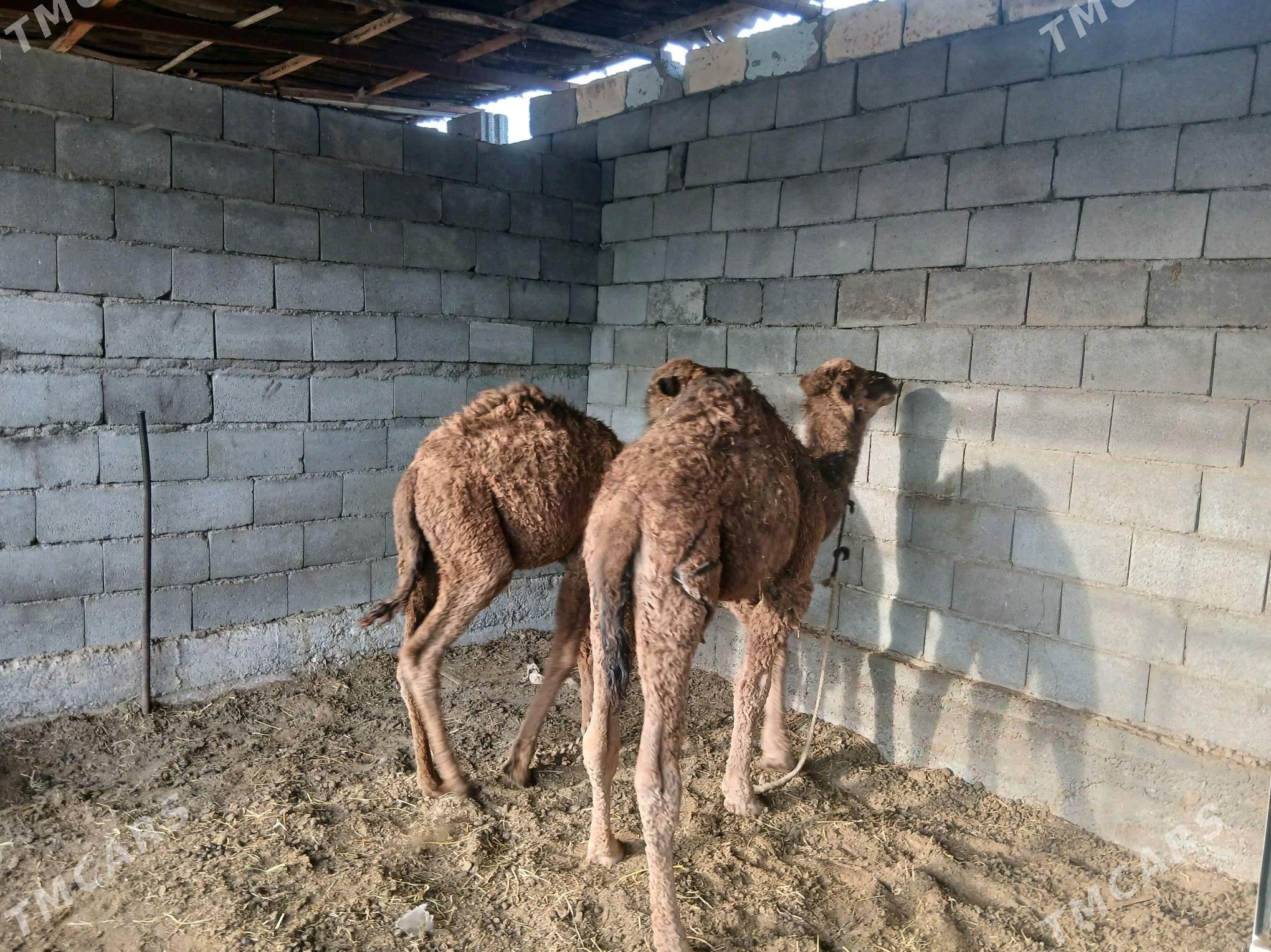 torum torum - Ашхабад - img 2