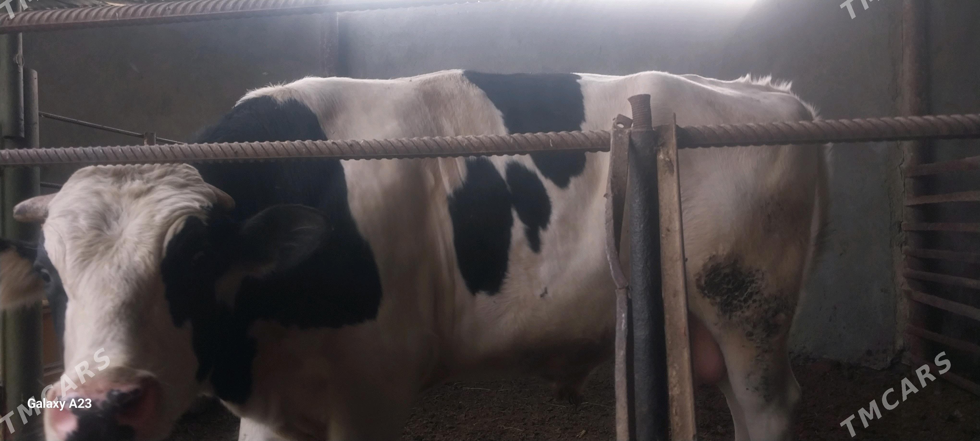 Okuz - Бахарден - img 1