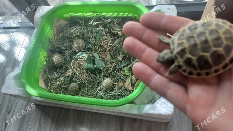 черепашки - Туркменабат - img 9