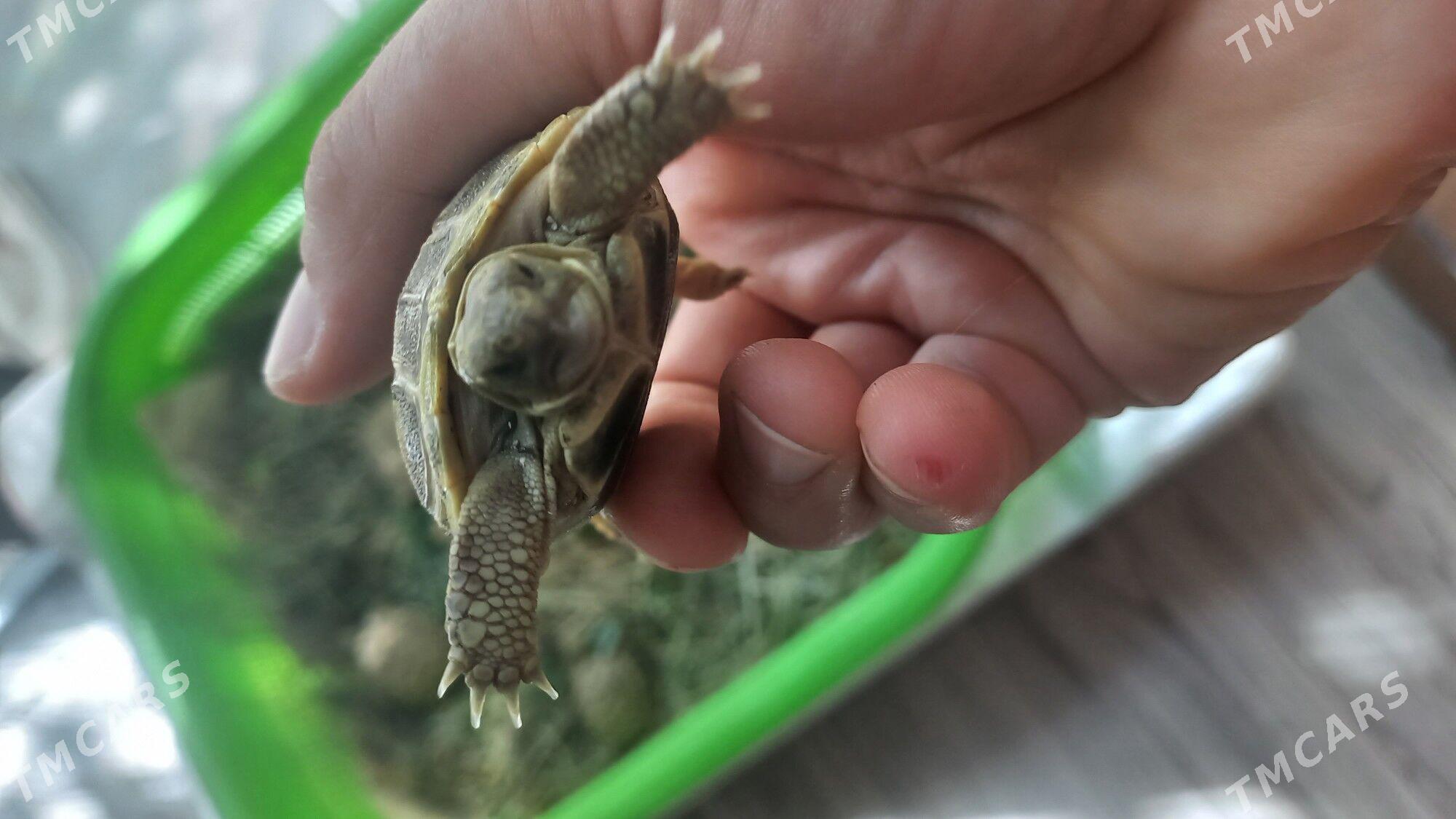 черепашки - Туркменабат - img 8