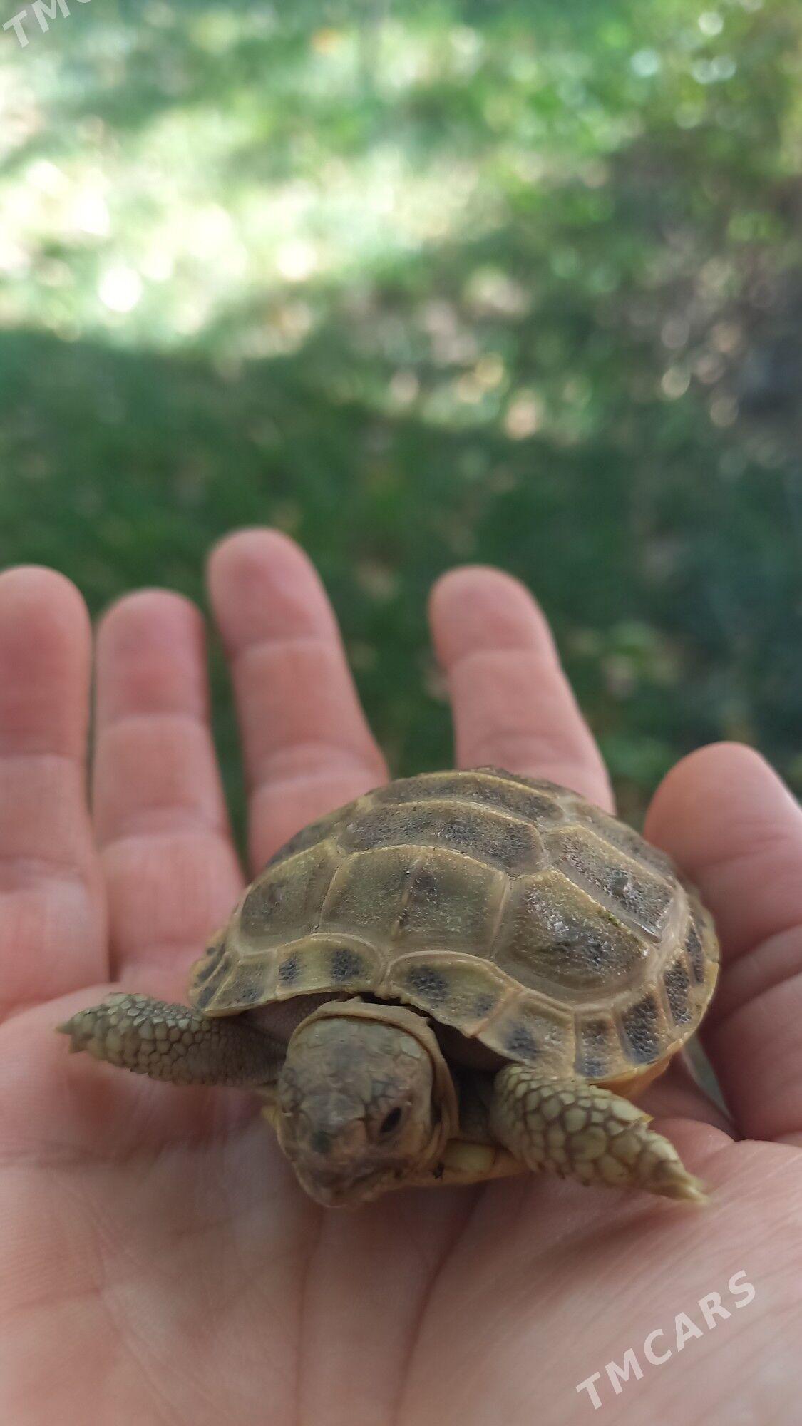 черепашки - Туркменабат - img 2