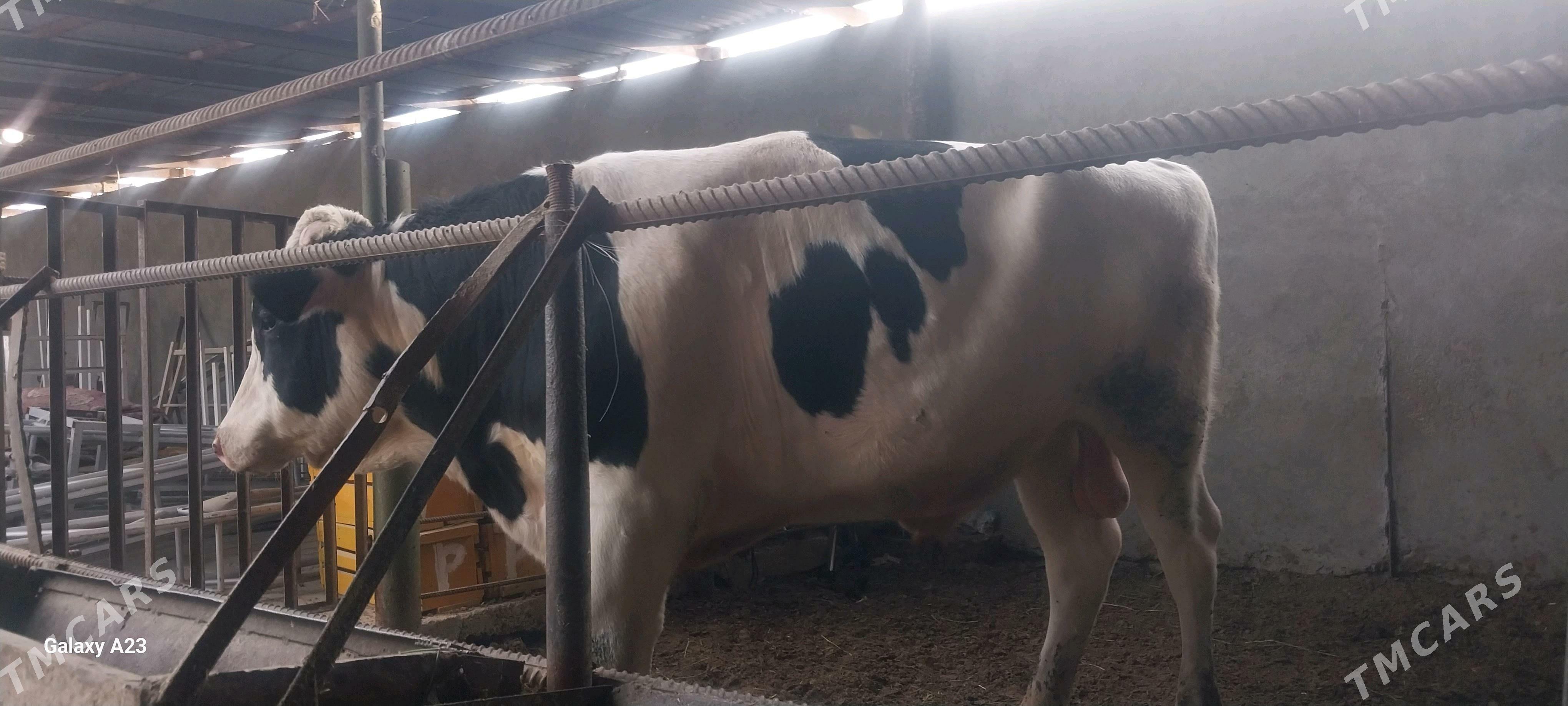 Okuz - Бахарден - img 3