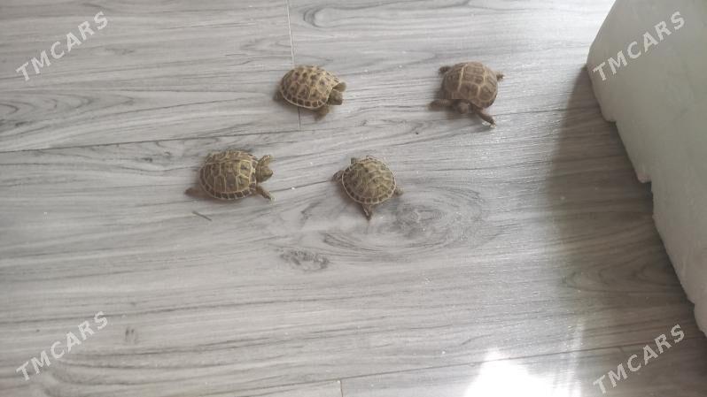 черепашки - Туркменабат - img 7