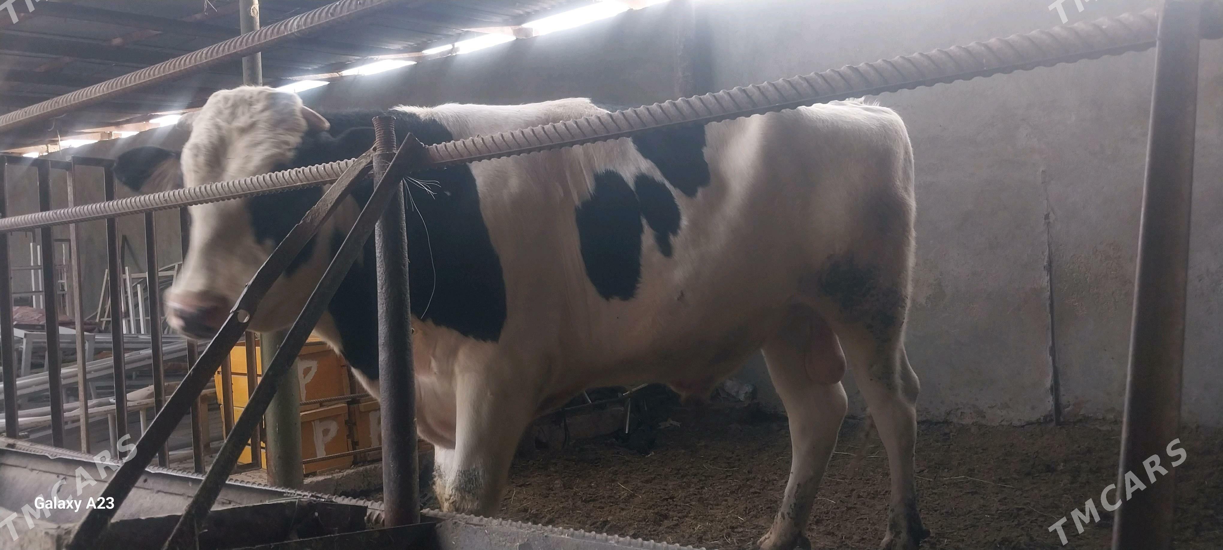 Okuz - Бахарден - img 2