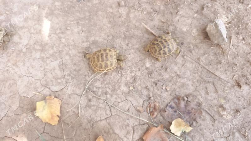 черепашки - Туркменабат - img 5