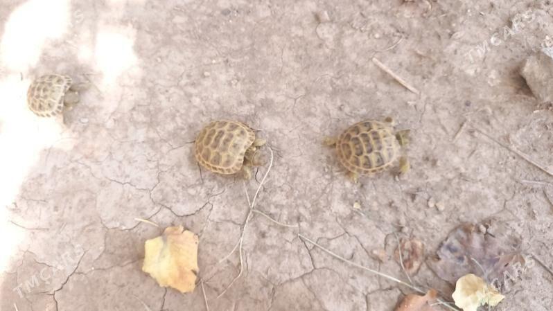 черепашки - Туркменабат - img 6