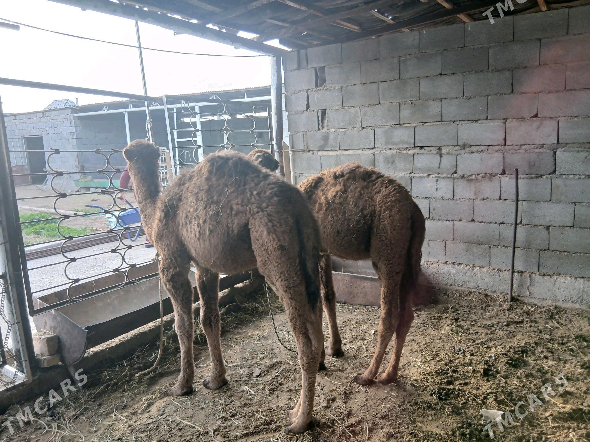 torum torum - Ашхабад - img 1